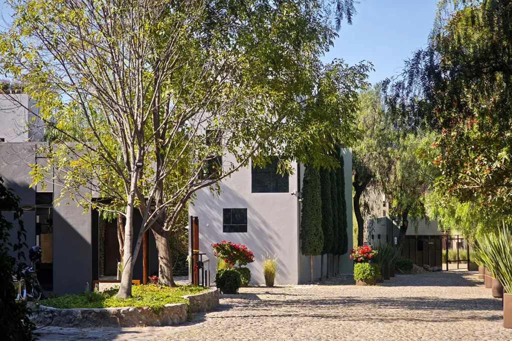 Modern residential street with mature trees in Obraje San Miguel de Allende
